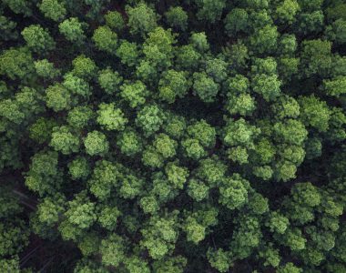 Aerial view of a forest. Beautiful green, lush forest view from above